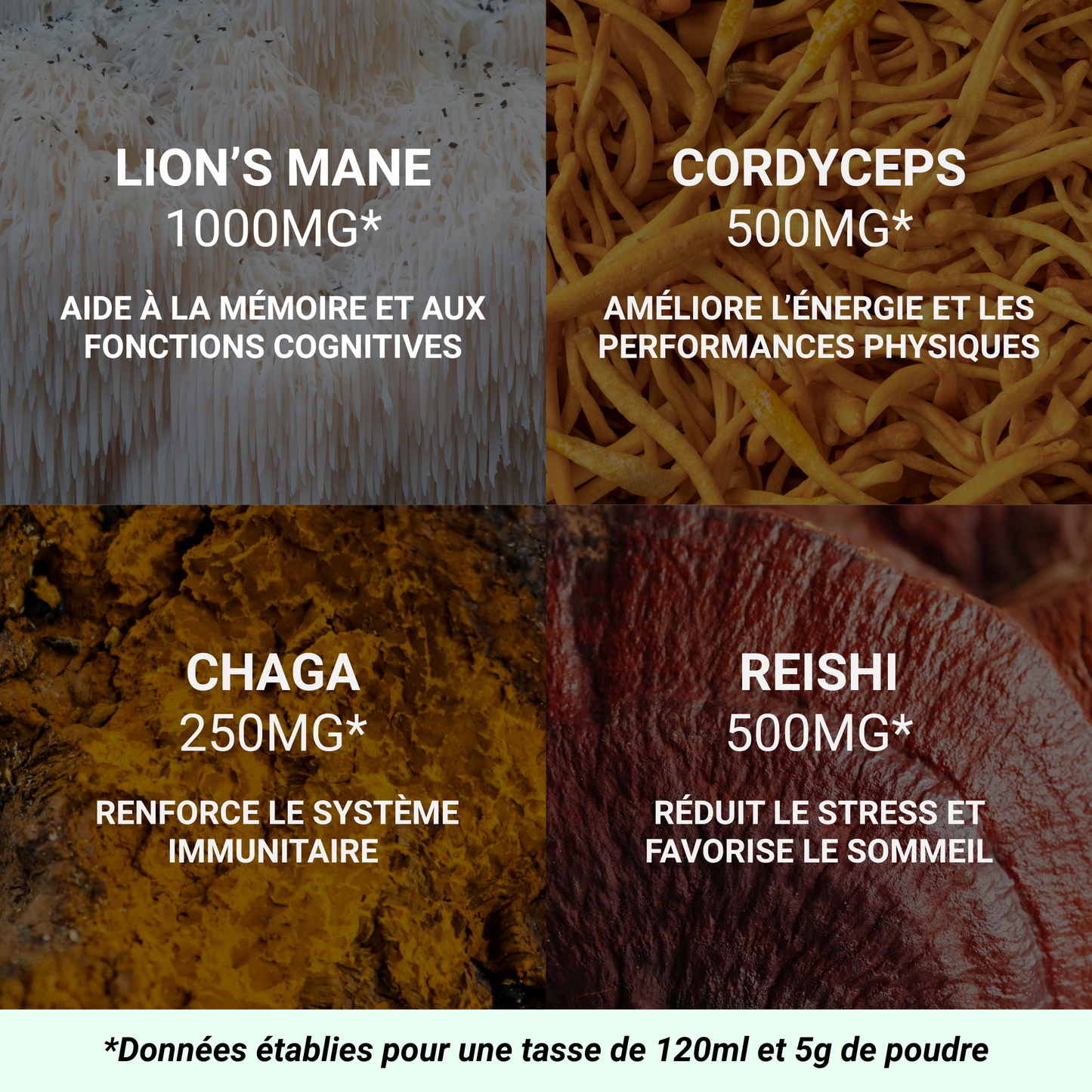 Champignons adaptogènes Mushee - Lion's Mane, Chaga, Reishi et Cordyceps
